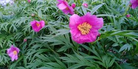 Paeonia veitchii var woodwardii